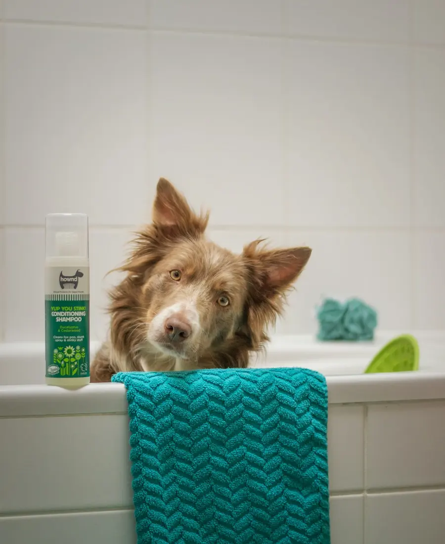 Cachorro na banheira enrolado numa toalha verde-água