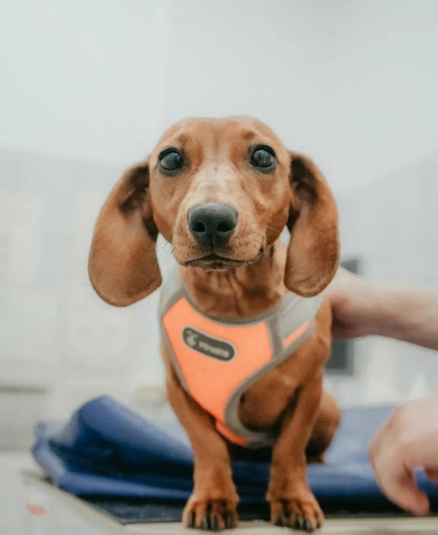 Cachorro dachshund na mesa de atendimento veterinário