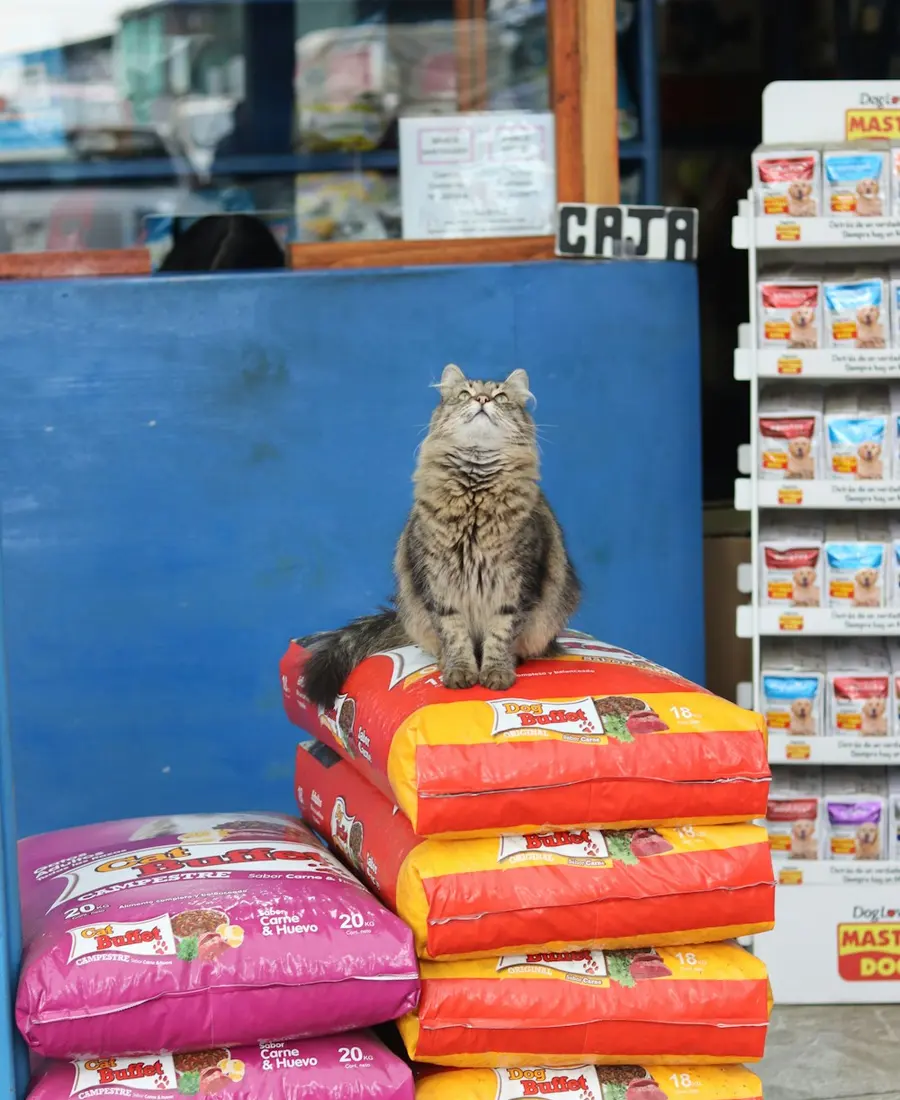 Gato sentado sobre sacos de ração no pet shop